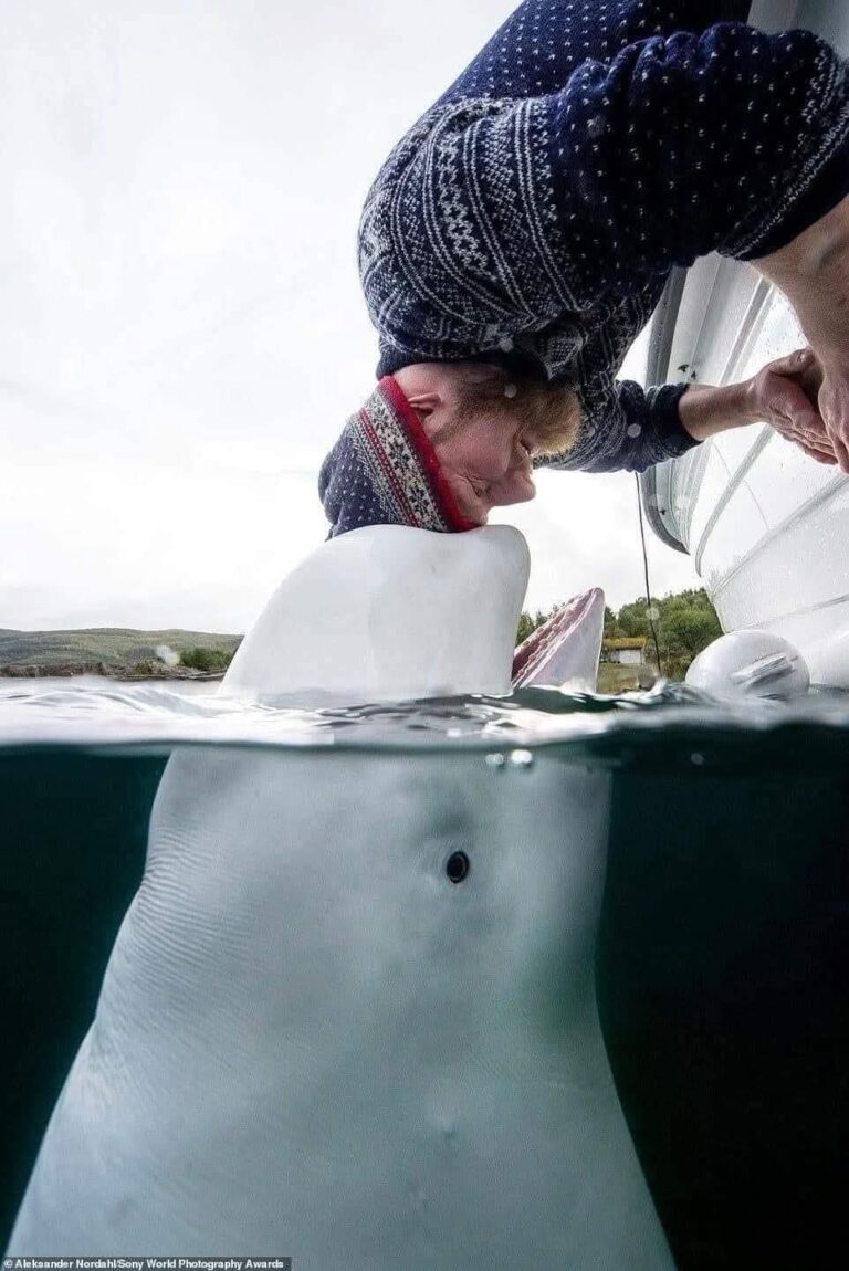 The Tale of the Russian Spy Beluga and the Fisherman Who Became His Guardian