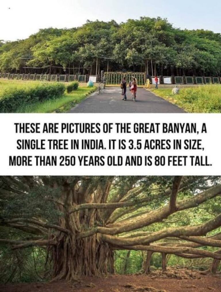 The Great Banyan: A Natural Wonder in the Heart of India