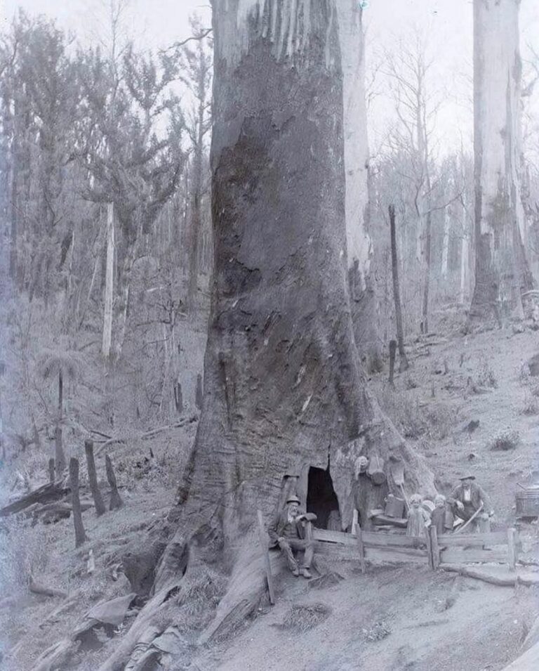 Living in a Tree: The Resilient Pioneers of Northern California in the 1870s
